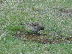 New Zealand Pipit