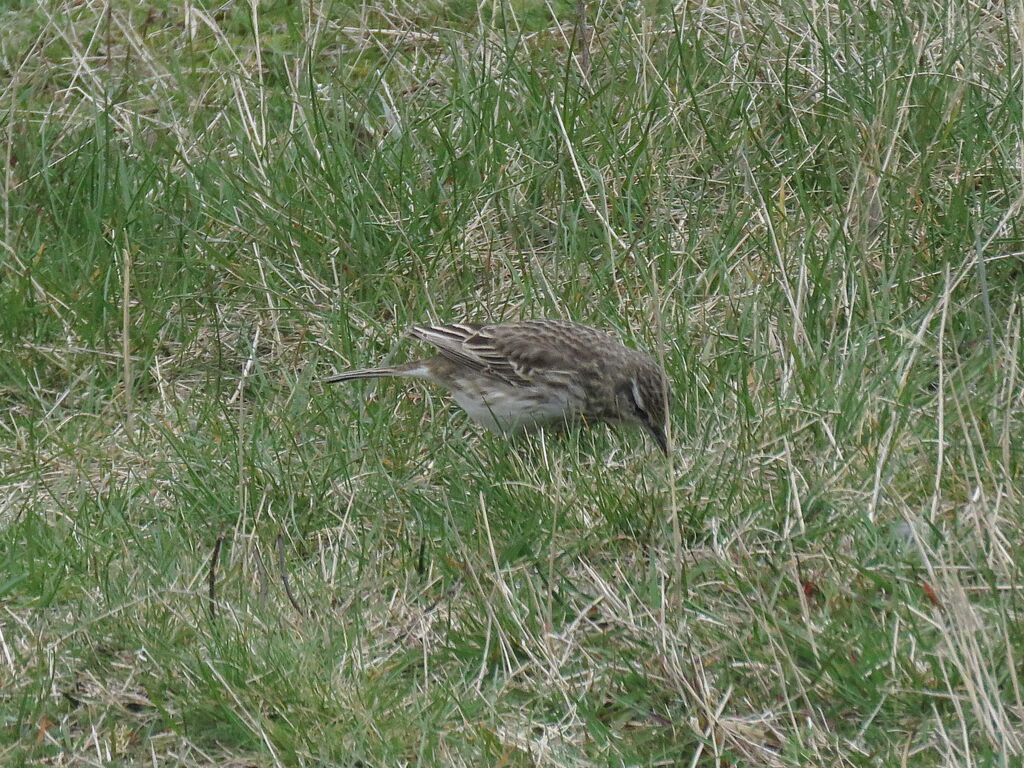 New Zealand Pipit