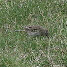 Pipit austral