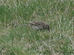 New Zealand Pipit