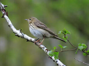 Pipit des arbres