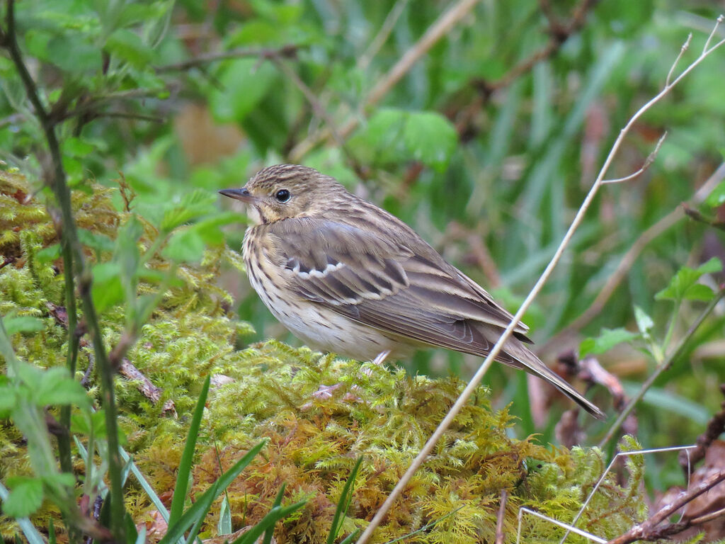 Tree Pipit