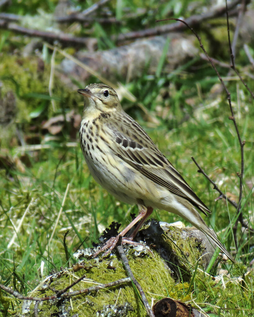 Pipit des arbres