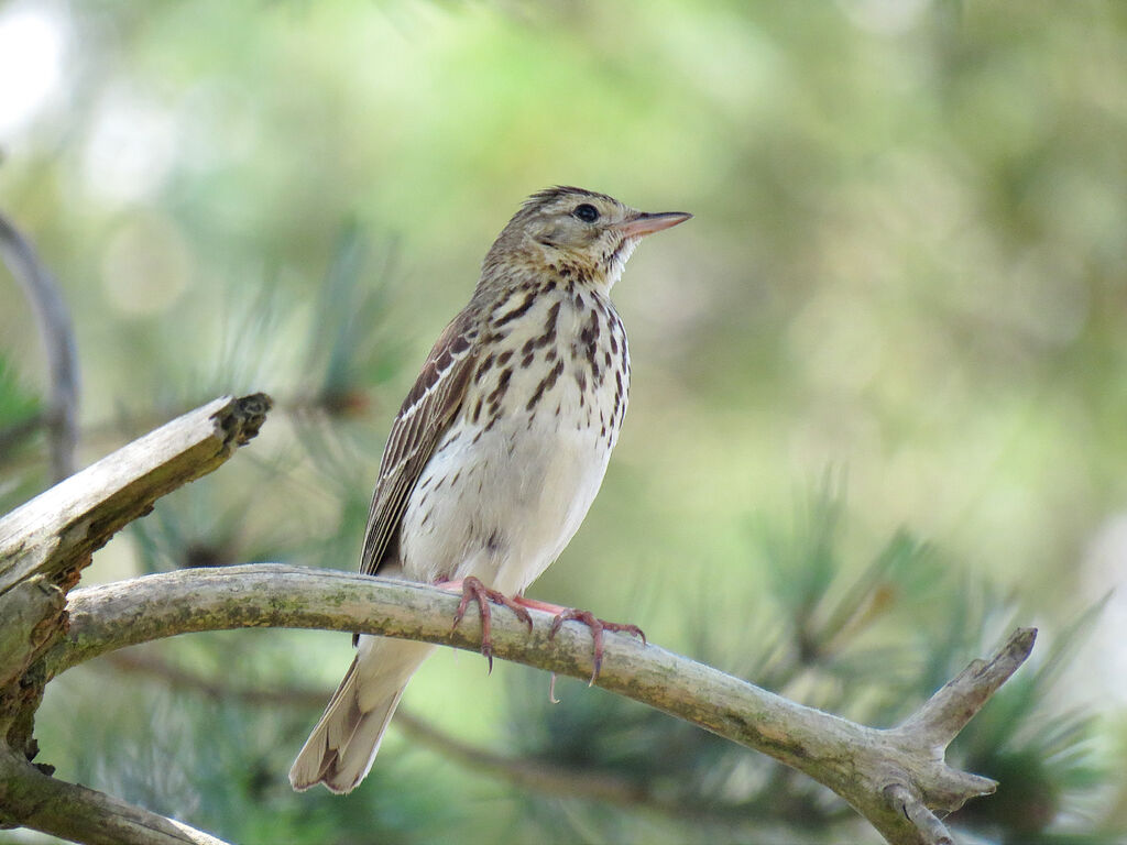 Tree Pipit