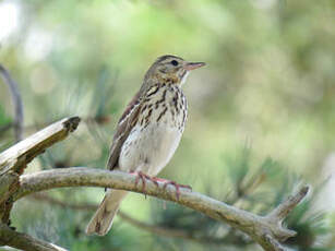 Pipit des arbres