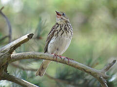 Tree Pipit