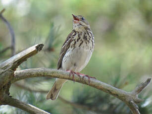 Pipit des arbres