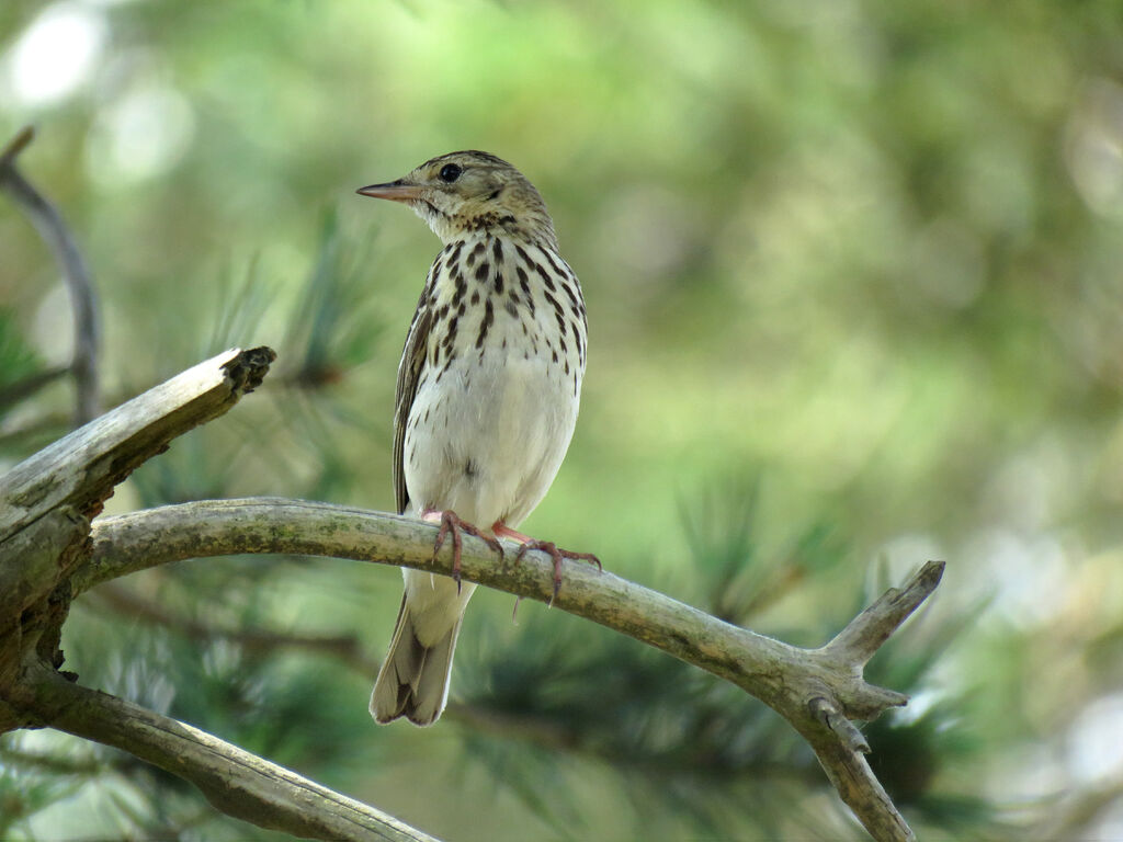 Pipit des arbres