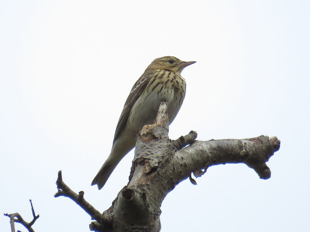 Tree Pipit