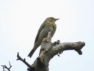 Pipit des arbres