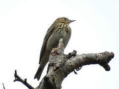 Tree Pipit