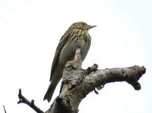 Pipit des arbres