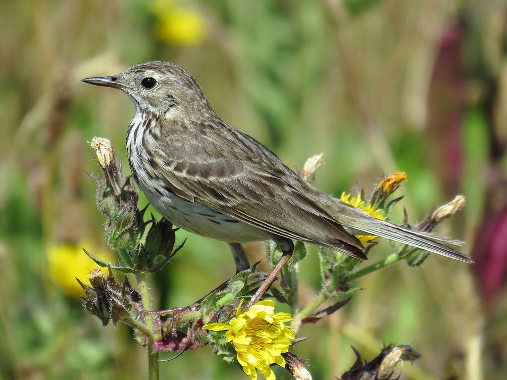 Pipit farlouse