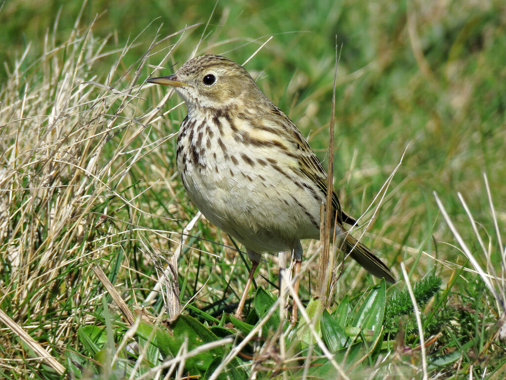 Pipit farlouse