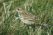 Pipit farlouse