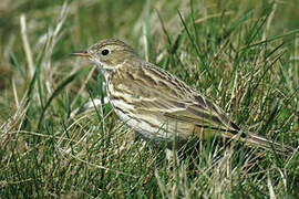 Meadow Pipit