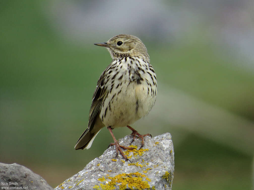 Pipit farlouseadulte nuptial, portrait