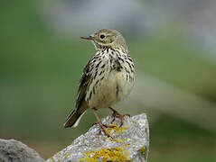 Meadow Pipit