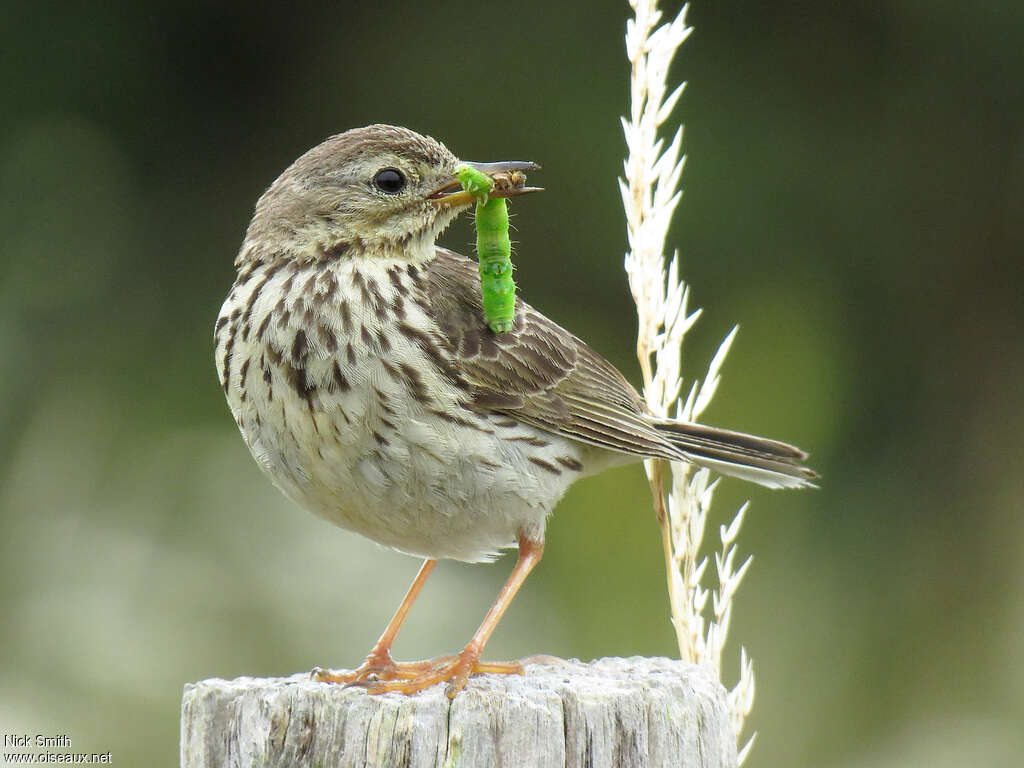 Pipit farlouseadulte nuptial, régime, Nidification