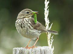 Meadow Pipit