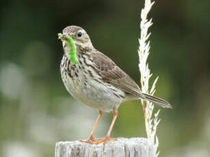 Pipit farlouse