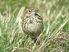 Meadow Pipit