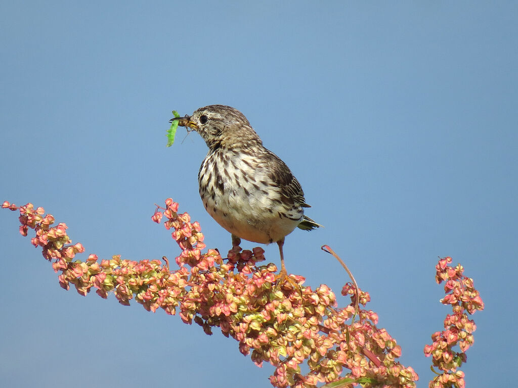 Pipit farlouse