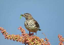 Meadow Pipit