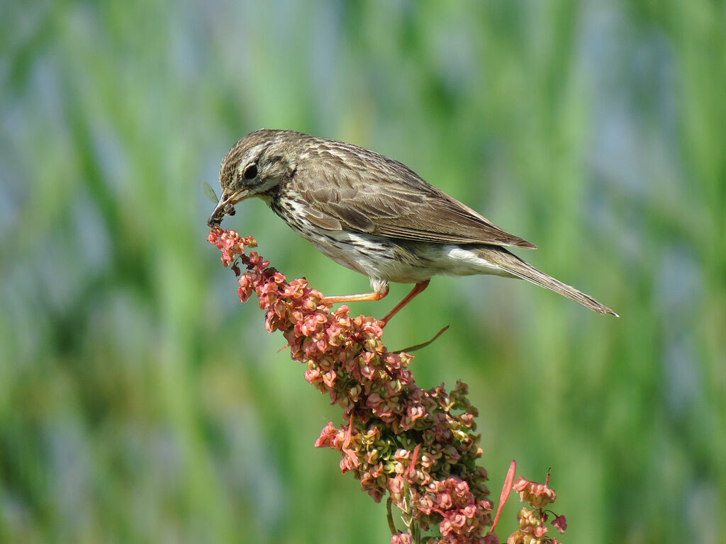 Meadow Pipit