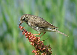 Pipit farlouse