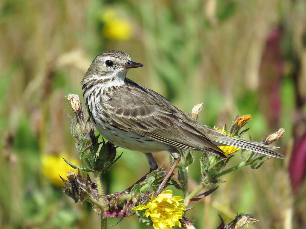 Pipit farlouse