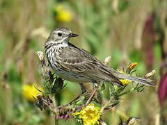 Meadow Pipit