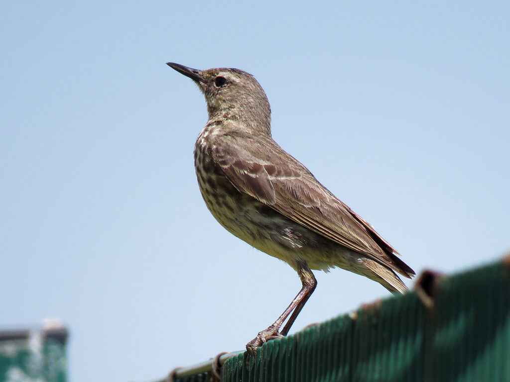 European Rock Pipit