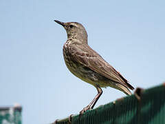 Eurasian Rock Pipit