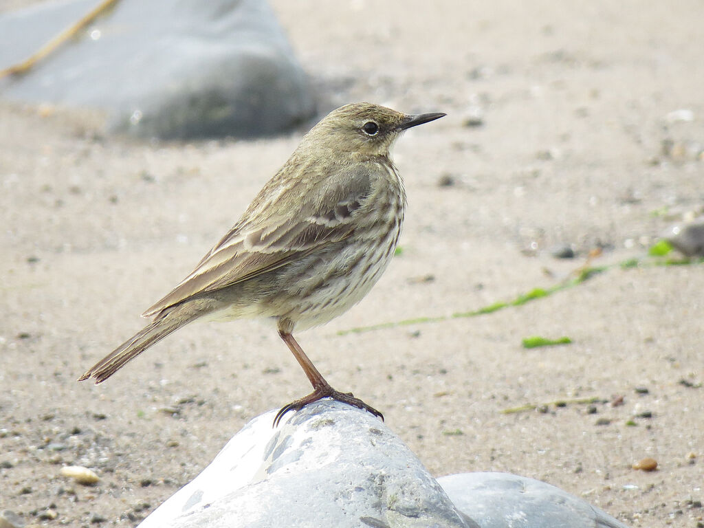 Eurasian Rock Pipit