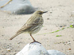 Eurasian Rock Pipit