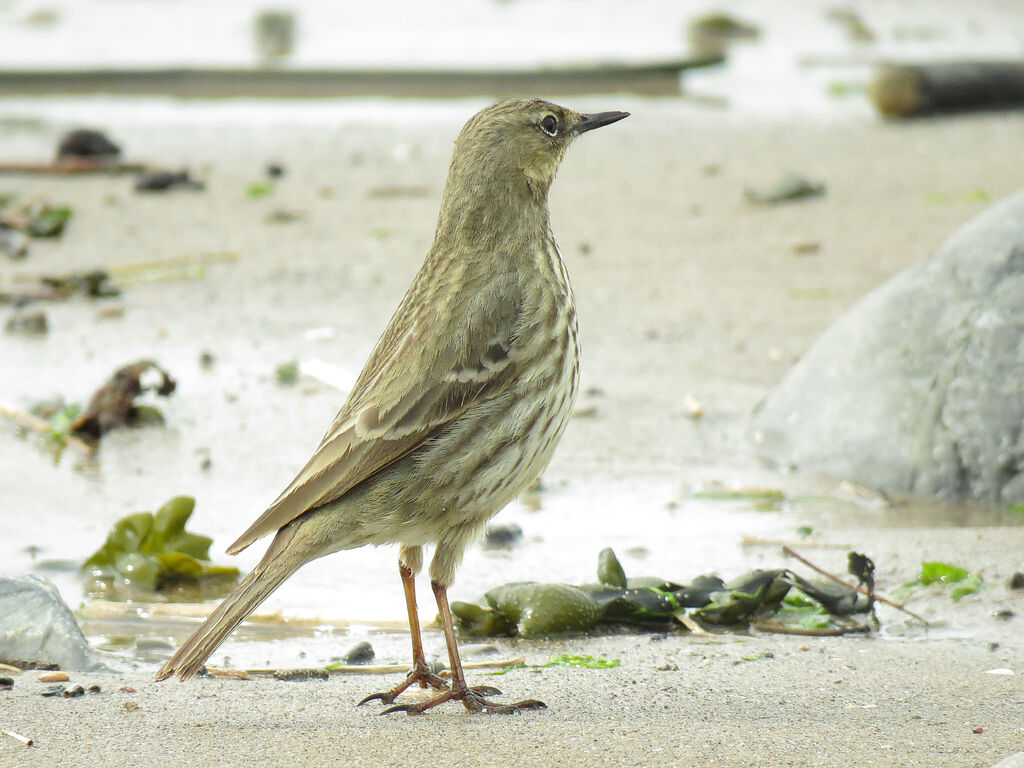 Eurasian Rock Pipit