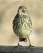 European Rock Pipit