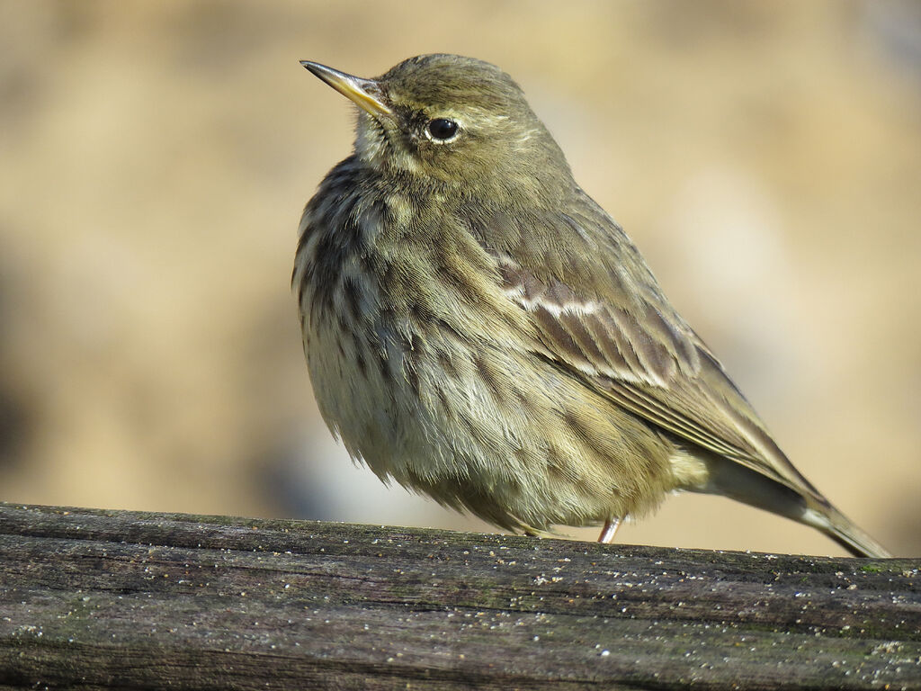 European Rock Pipit