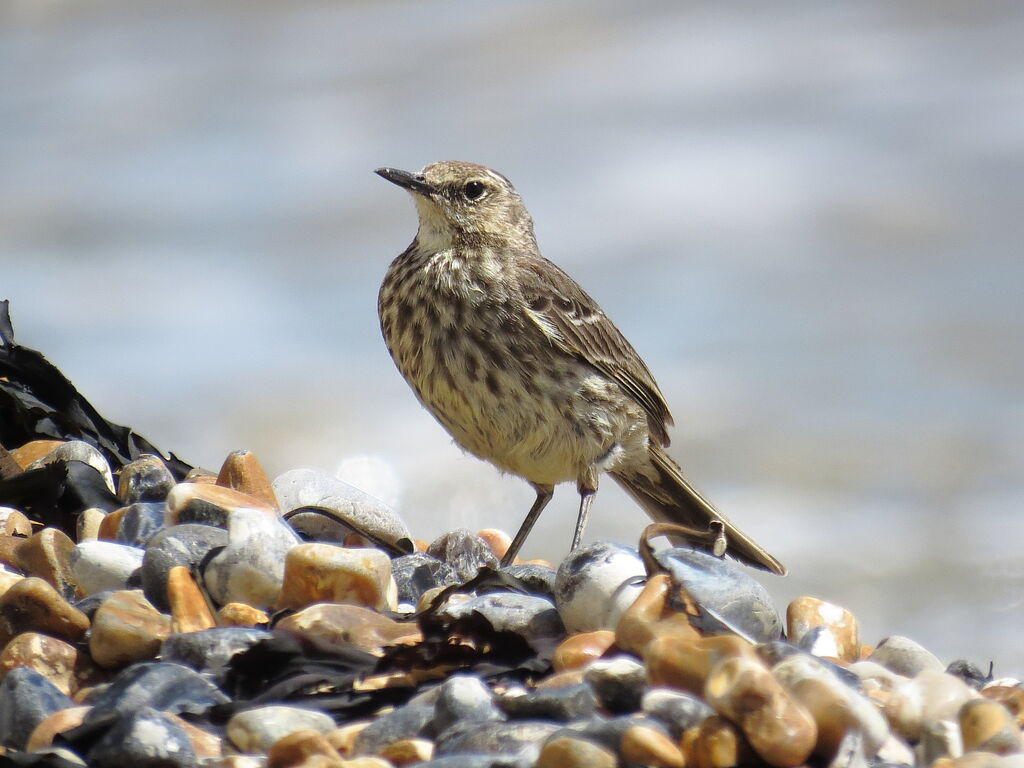 European Rock Pipit