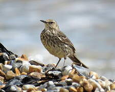 European Rock Pipit