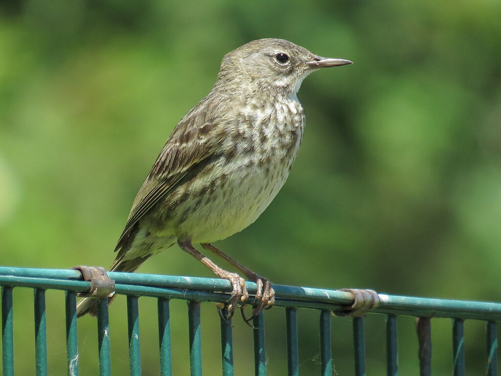 European Rock Pipit