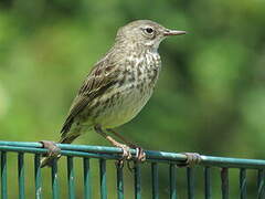 European Rock Pipit