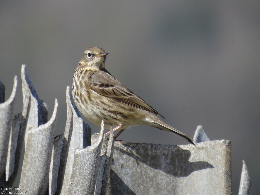 European Rock Pipit