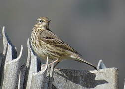 European Rock Pipit