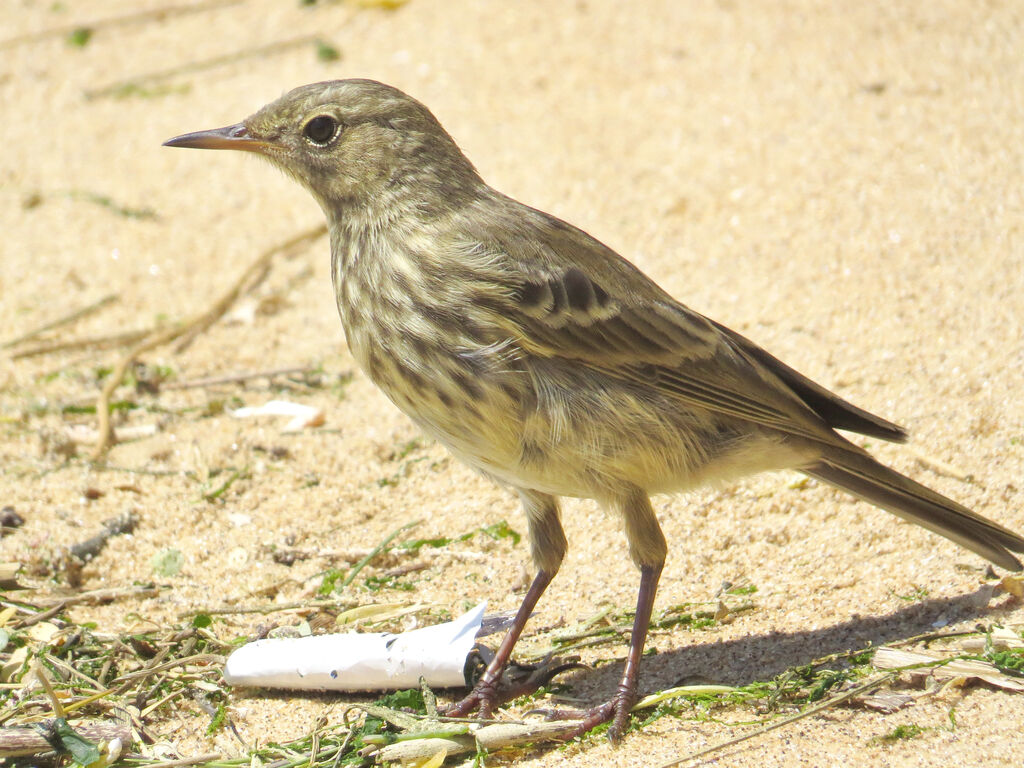 Eurasian Rock Pipit