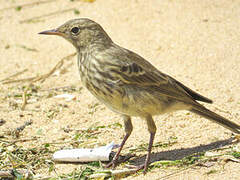 European Rock Pipit