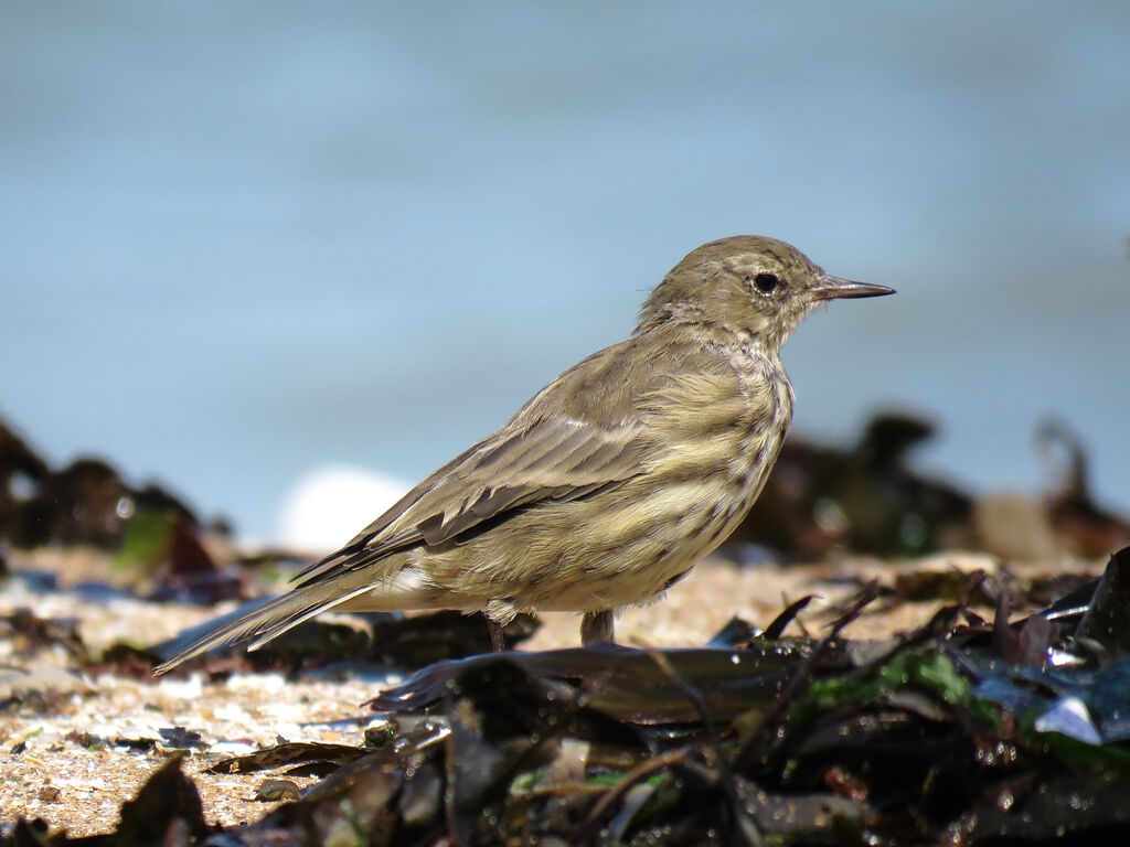 Eurasian Rock Pipit