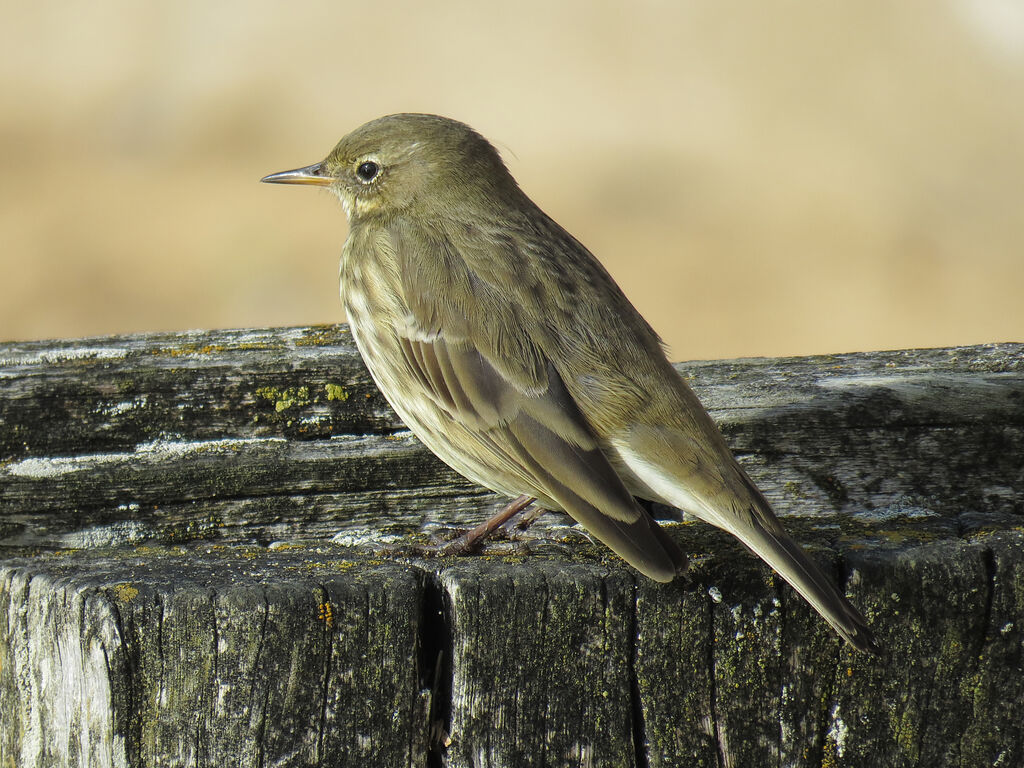 Eurasian Rock Pipit