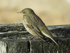 European Rock Pipit